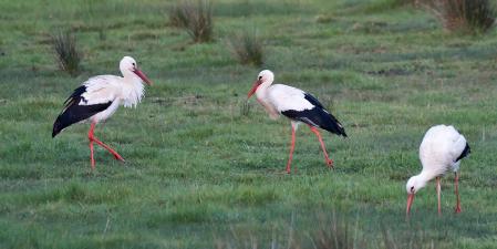 Aiguamolls de l'Empordà.