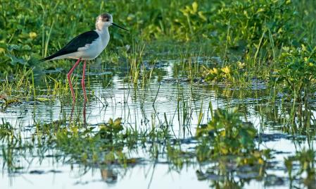 Aiguamolls de l'Empordà.