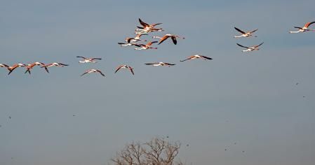 Aiguamolls de l'Empordà.