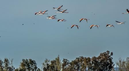 Aiguamolls de l'Empordà.