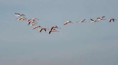 Aiguamolls de l'Empordà.