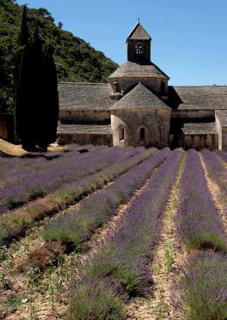 Vistas del campo junto a la Abadía de Sénanque.