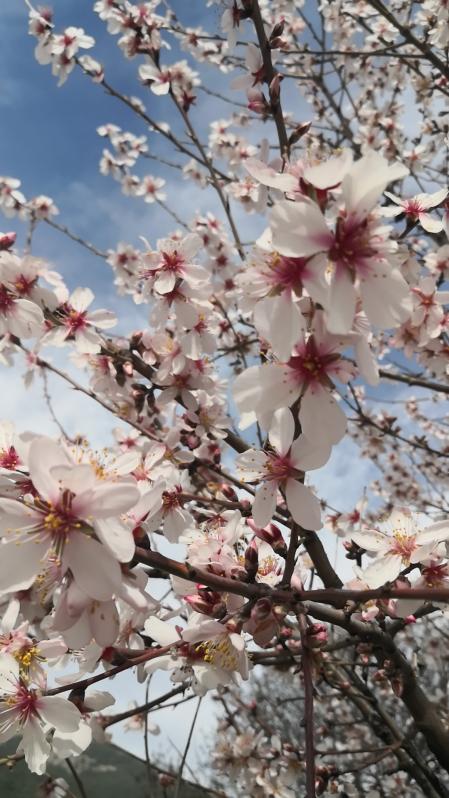 Primer plano de la flor del almendro.