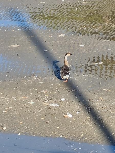 Ganso cisne en Vilanova i la Geltrú.