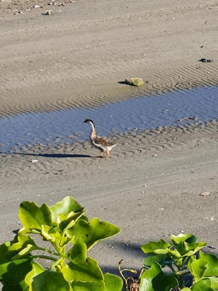 Ganso cisne en Vilanova i la Geltrú.