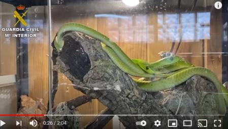 Serpientes intervenidas por la Guardia Civil en el domicilio del investigado