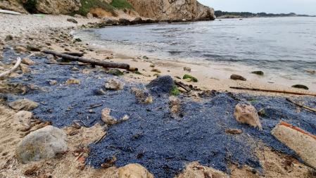 Velella en la playa de la Creu de L'Escala.