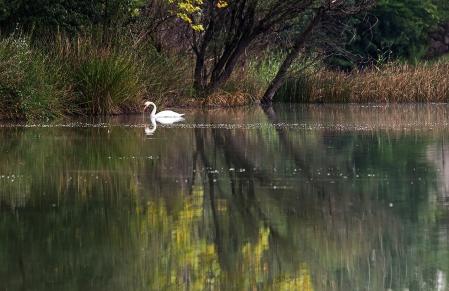 El lago del cisne de Graugés.