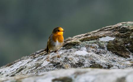 Petirrojo junto al charco de Sant Feliuet de Savassona.