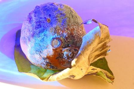 Cuando el moho se convierte en arte.