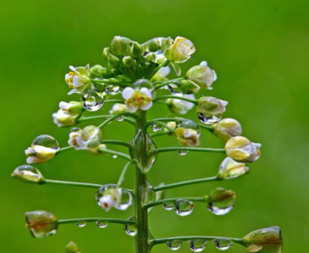 Infusiones de 'bolso de pastor'