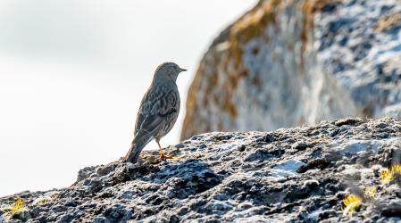 Este ejemplar de gorrión se sitúa al limite del abismo.