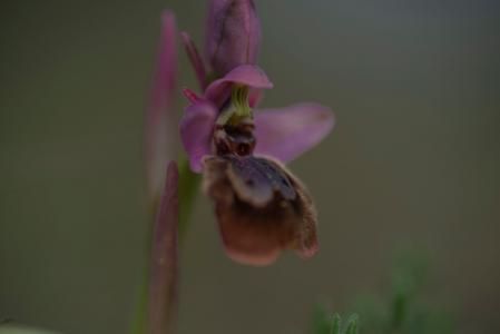 Orquídea silvestre en el paisaje de Miami Platja.