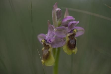 Orquídea silvestre en el paisaje de Miami Platja.