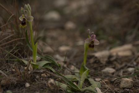 Orquídea silvestre en el paisaje de Miami Platja.