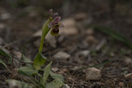 Orquídea silvestre en el paisaje de Miami Platja.