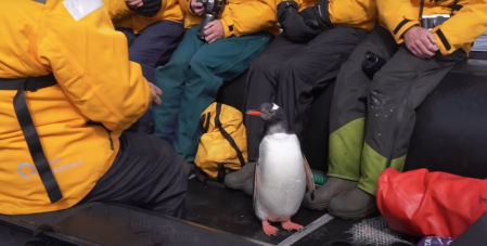 El pingüino estuvo unos minutos refugiado en el bote.