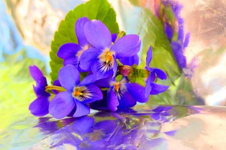 Violetas de los jardines del monasterio de Pedralbes.