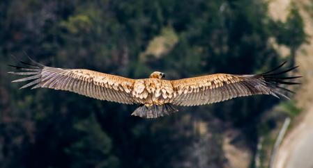 Buitre leonado en Orís.