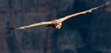 Buitre leonado captado en pleno vuelo en Orís.