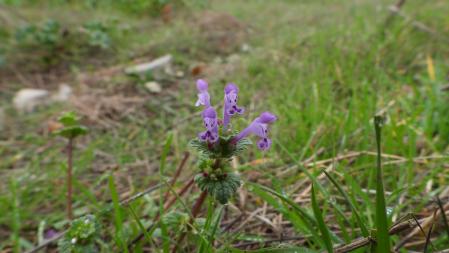 Retrato de un ejemplar de ortiga mansa.