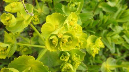 Retrato de una lleteresa de campo.