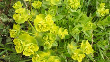 Varios ejemplares de lleteresa de campo.