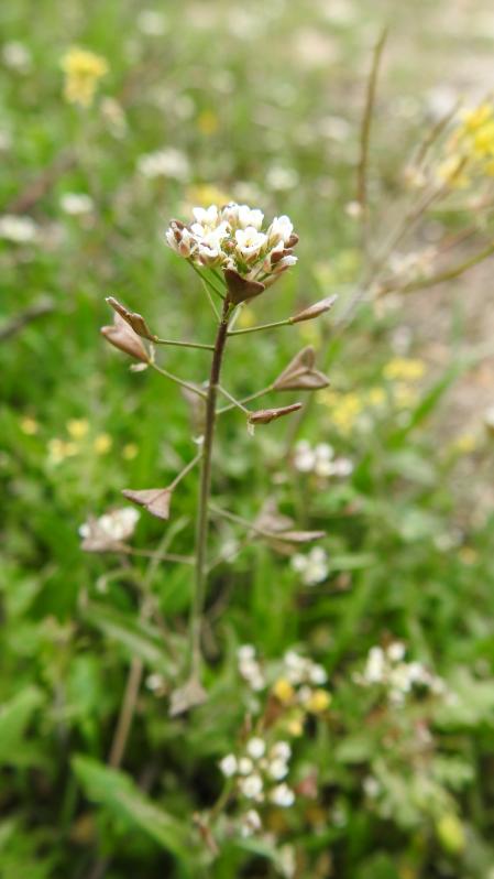 Retrato de un ejemplar de bolsa de pastor.