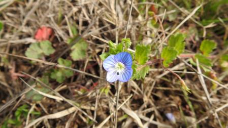 Retrato de un ejemplar de veronica persica.