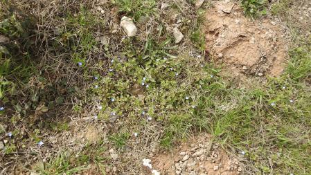 Varios ejemplares de veronica persica.