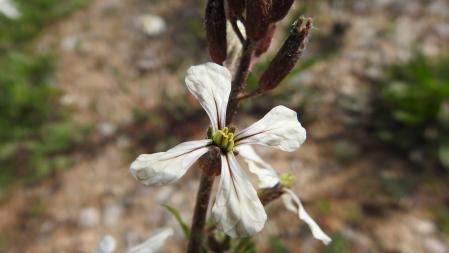 Retrato de un ejemplar de arúgula.