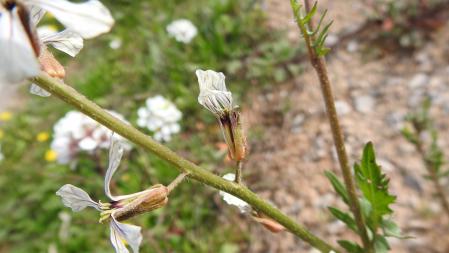 Ejemplar de arúgula.
