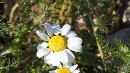 Retrato de un ejemplar de margarita.