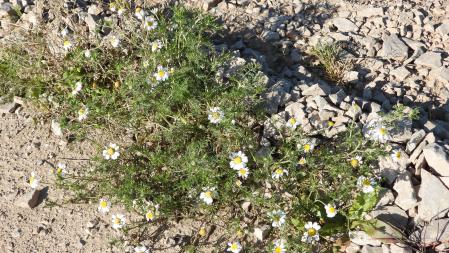 Ejemplares de margaritas.