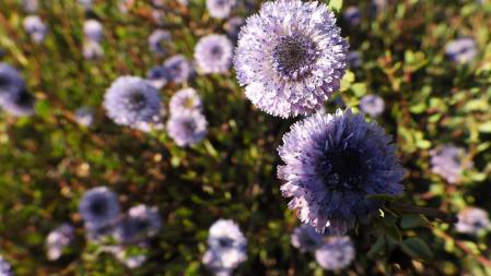 Retrato de un ejemplar de corona de rey.