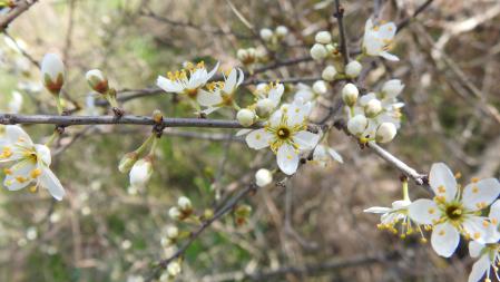 Retrato de varias flores del ciruelo silvestre.