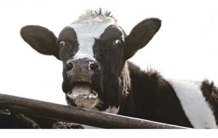 Una vaca similar a Carmina&nbsp;