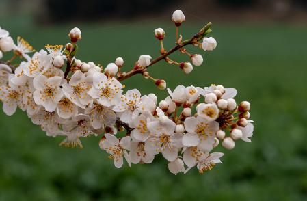 Retrato de unas flores de un almendro.