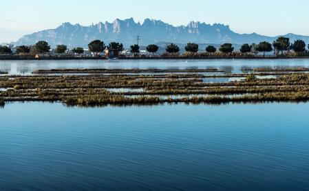 Amanecer en el Parc de l'Agulla con Montserrat de telón de fondo.