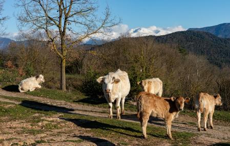 Puigmal nevado en el inicio de la primavera visto desde Llaers.