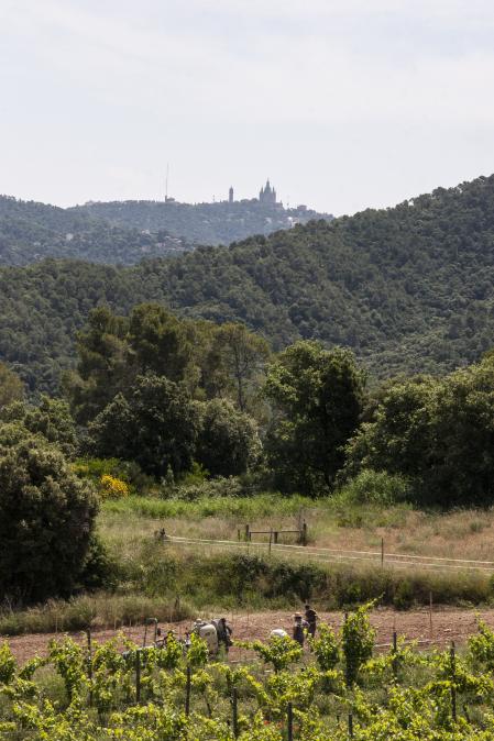 Viñas en Collserola