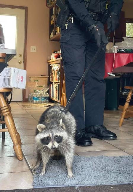 El mapache está perfectamente.