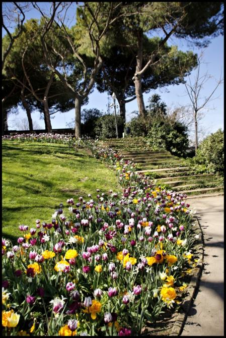 Tulipanes en los jardines de Mossèn Cinto Verdaguer.