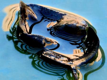 Hojas en descomposición.