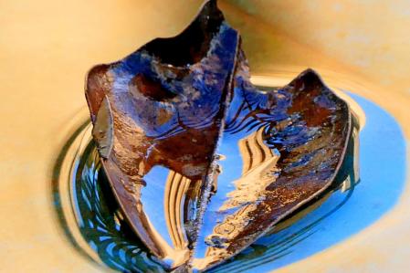 Hoja de magnolia descompuesta con el campanario del monasterio de Pedralbes reflejado.