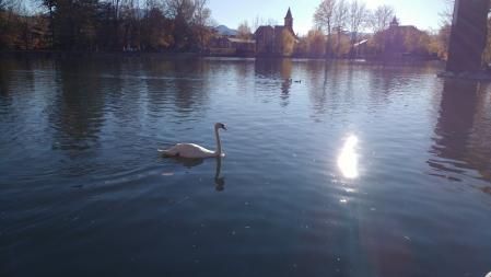 Aves acuáticas en el lago de Puigcerdà.