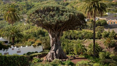 El drago de Icod de los Vinos en Tenerife es el ejemplar más representativo del drago canario.