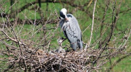 Nacimiento de la garza real en la colonia de Les Masies de Voltregà.