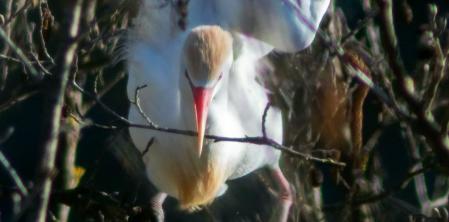 La garcilla bueyera en Les Masies de Voltregà.