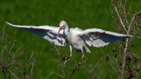 La garcilla bueyera en Les Masies de Voltregà.